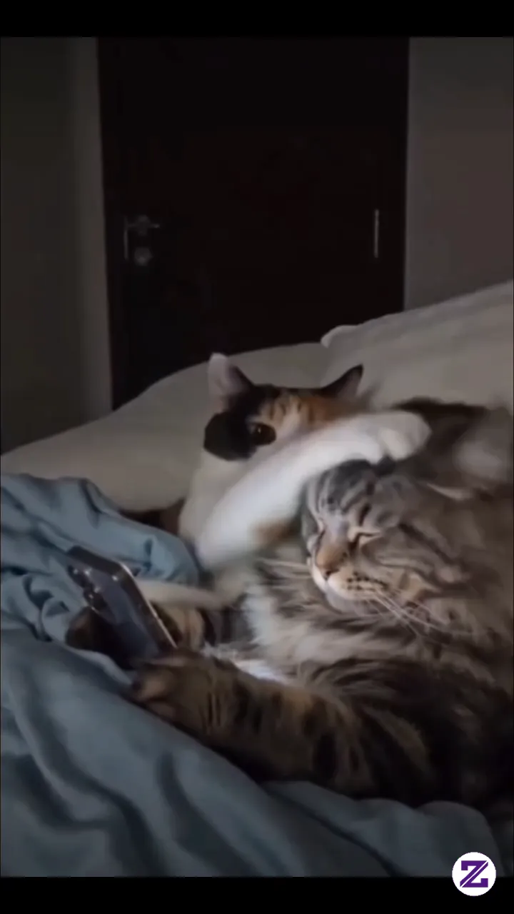 So Cute Is My Cat <3