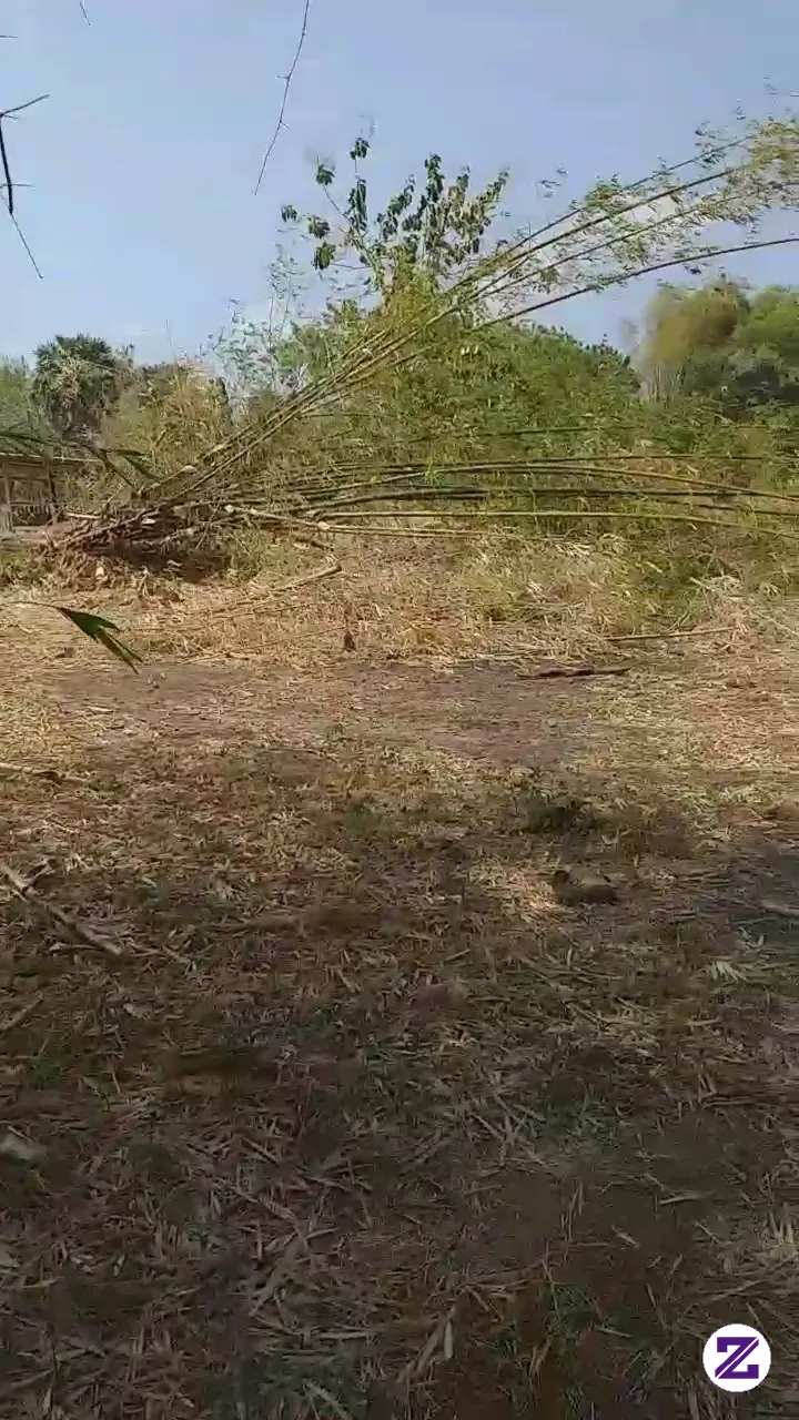 Berburuh Burung Dengan Senapan Sampai Kelapangan