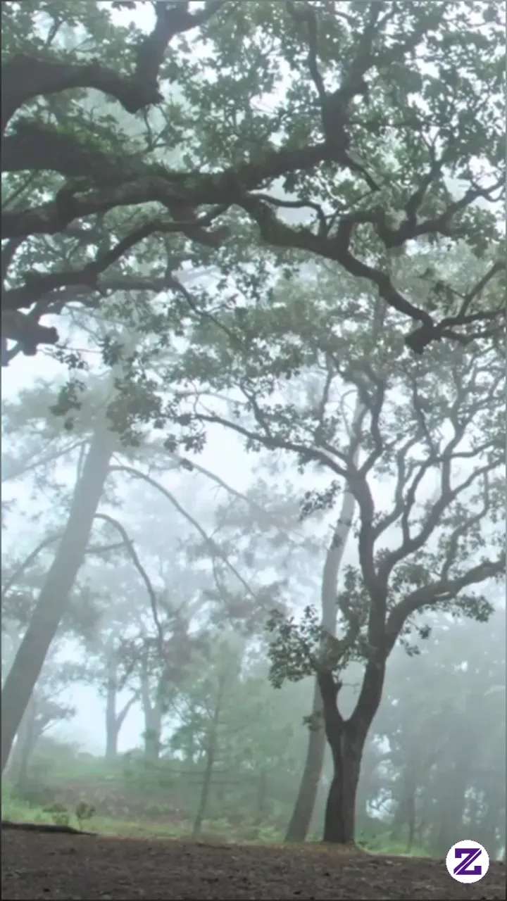 Suasana Di Pagi Hari Di Selimuti Kabut,