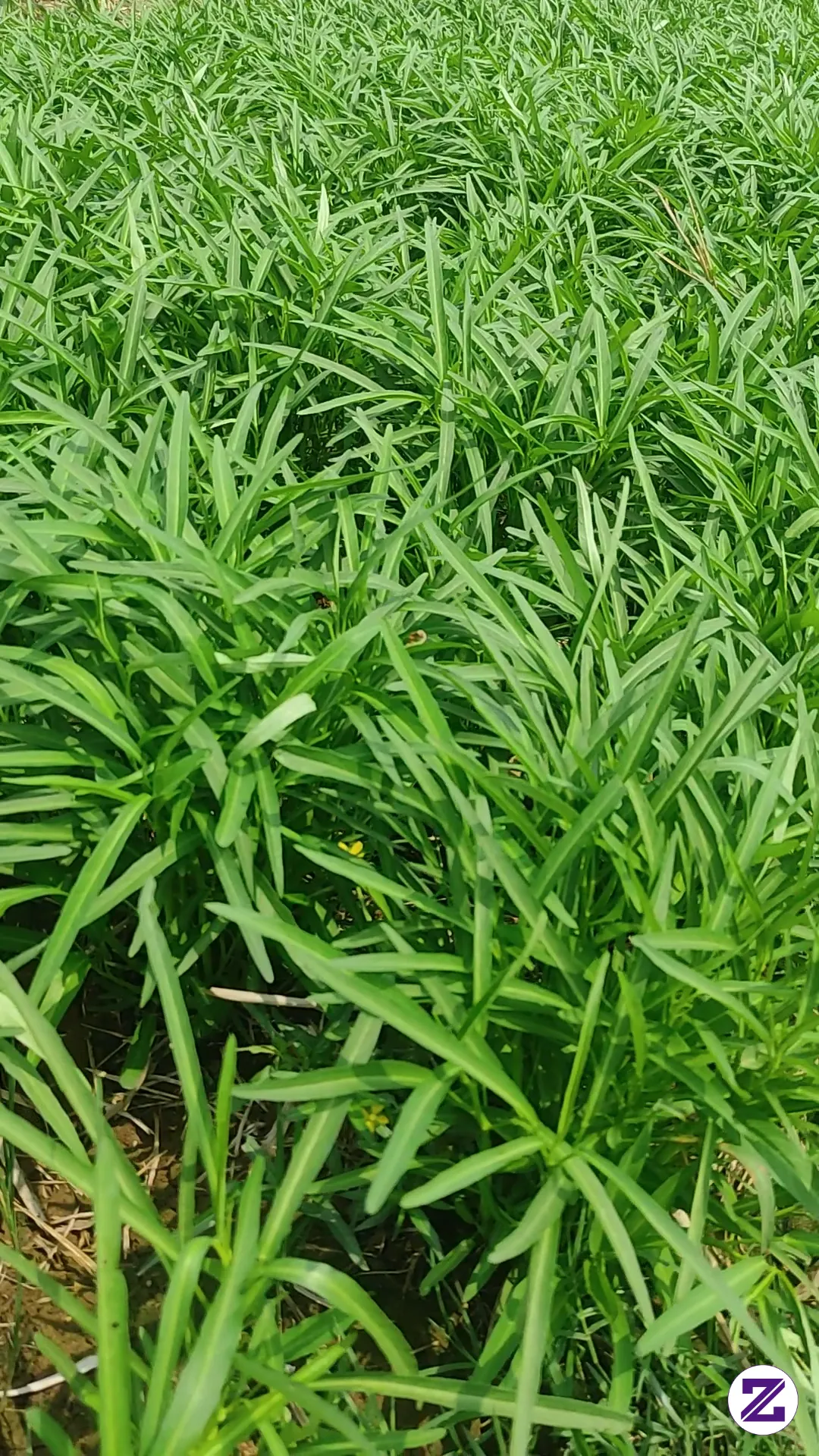 Kebun Kangkung