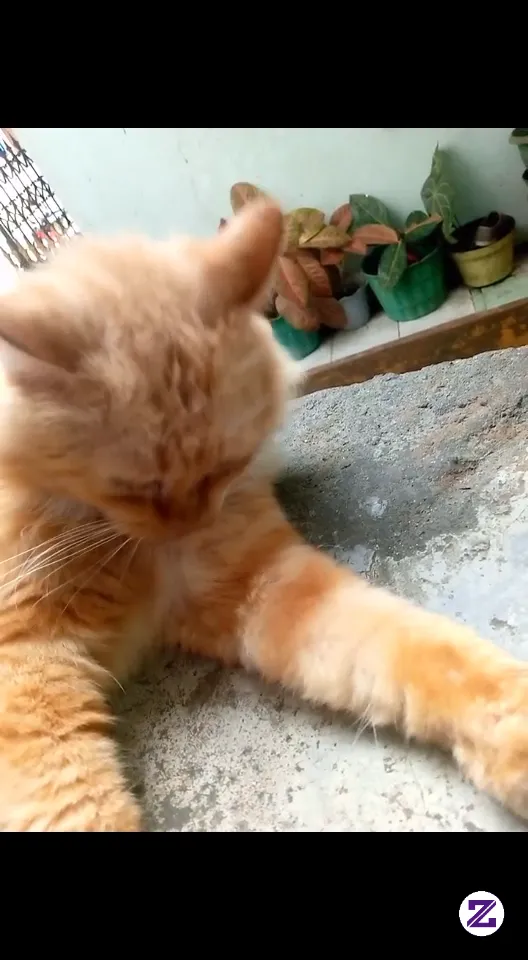 Kucing Lucu