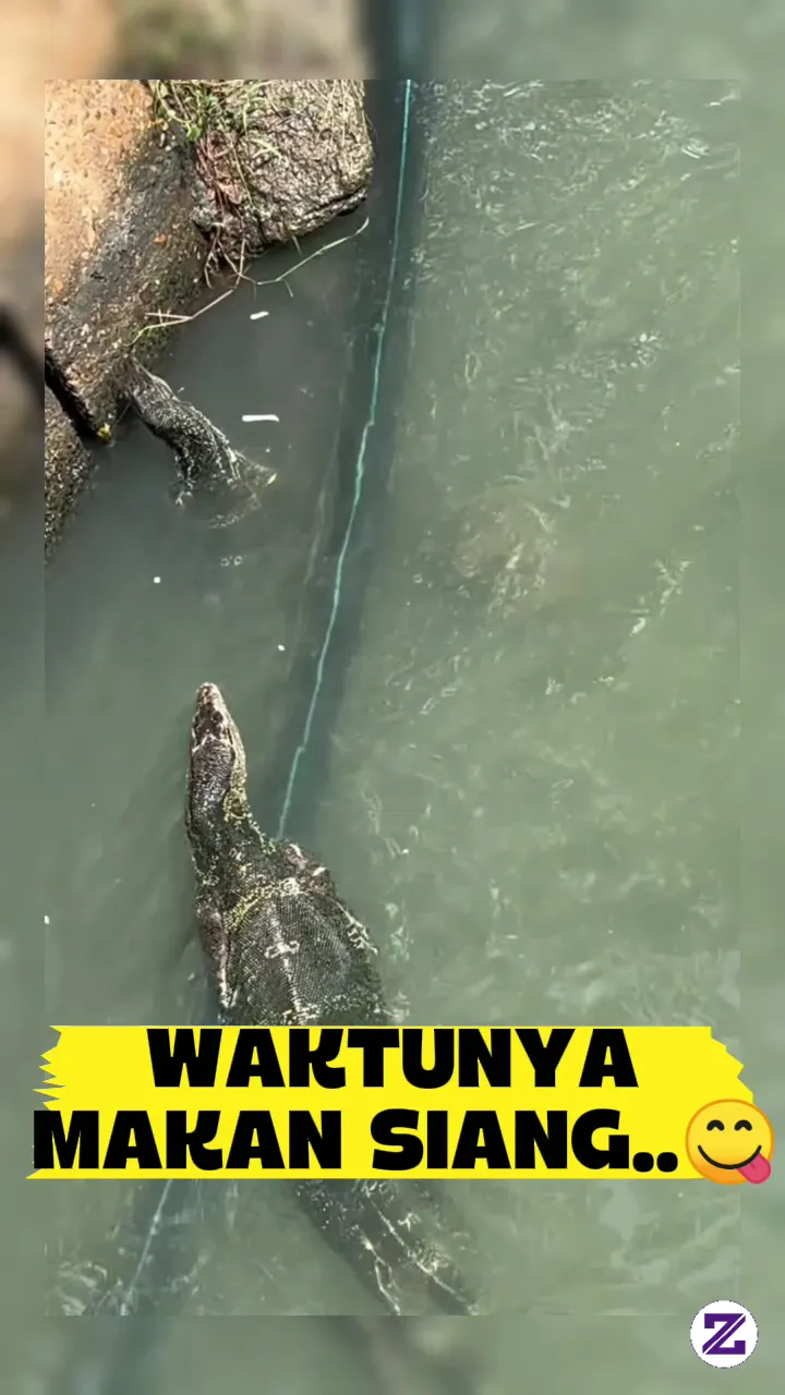 Waktunya Memberi Makan..🐊🤤