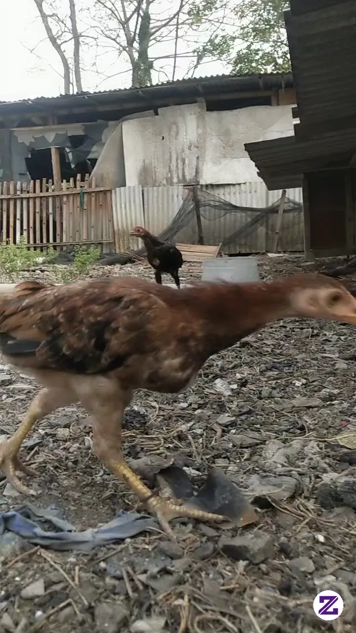 Ayam Potong Redi,, Pas Buat Thn Baru