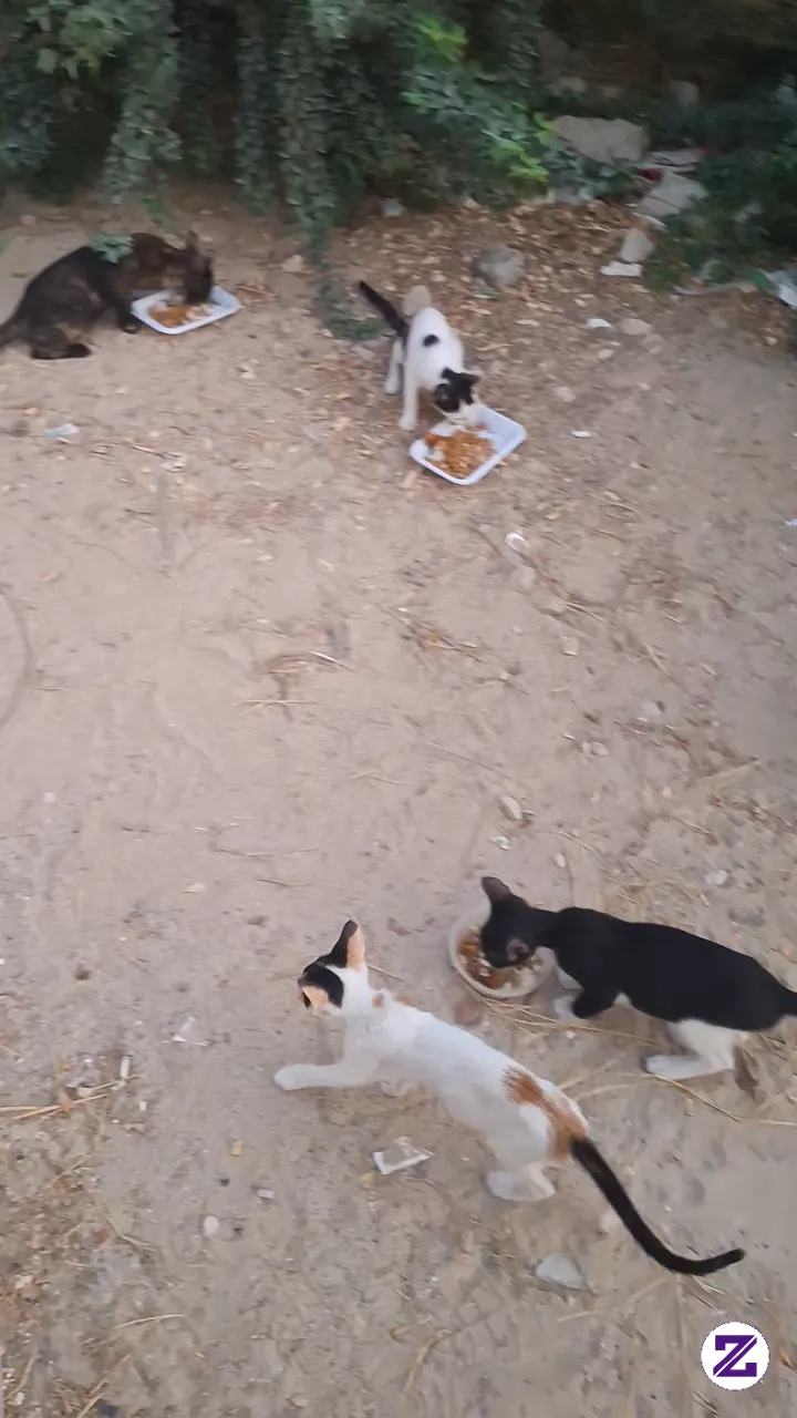 Feeding Stray CAts