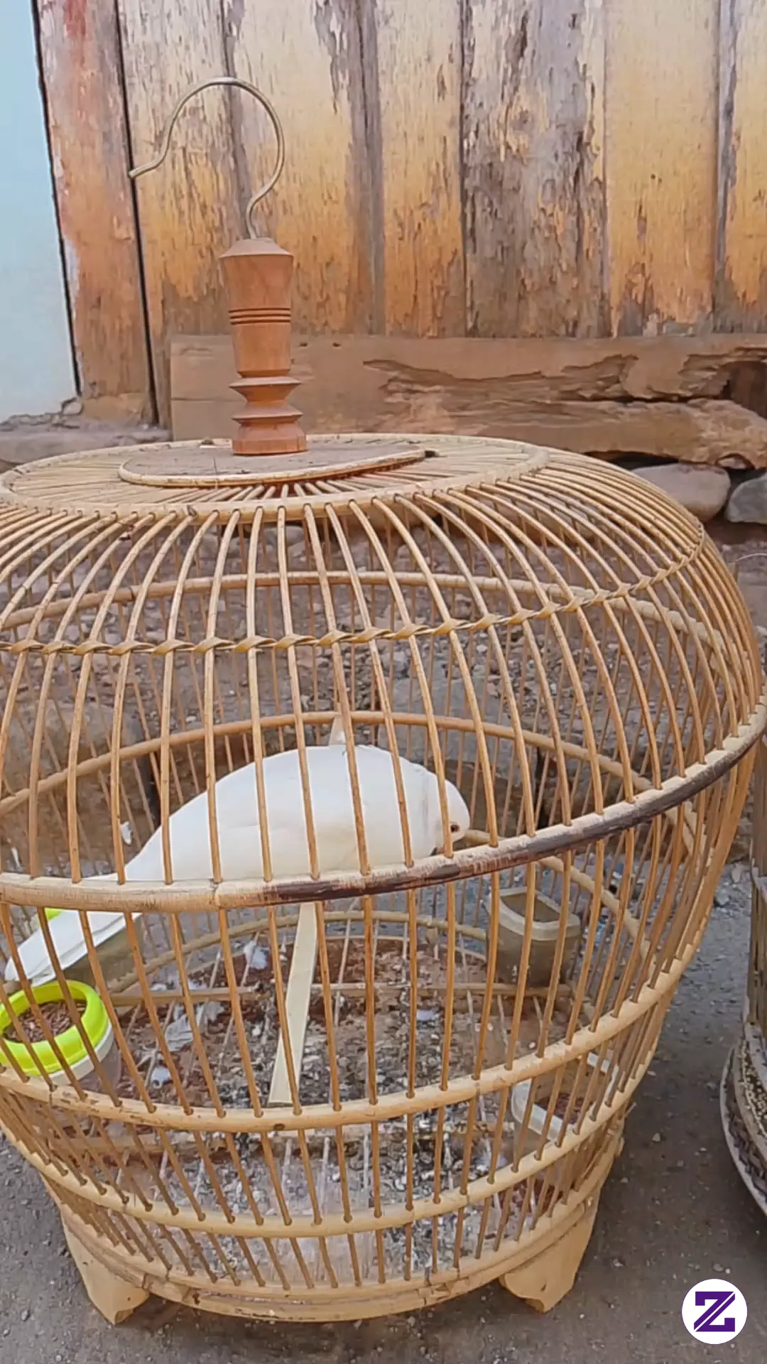 Burung Ini Apa Namanya Ditempat Kalian Teman?