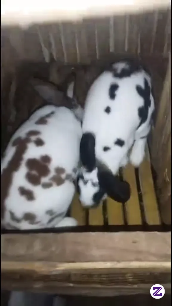 Lucu Banget Klinci Nya
