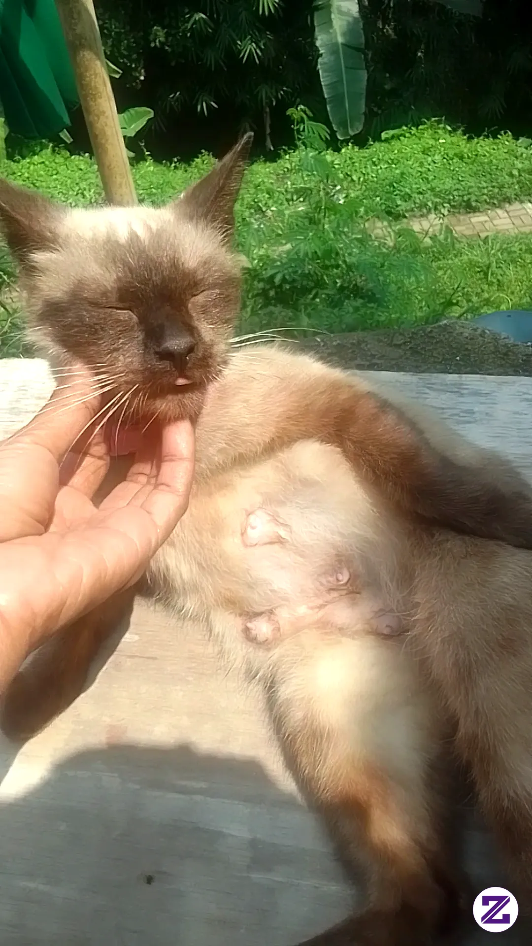Morning Sunshine With My Siamese Beauty ☀️🤍