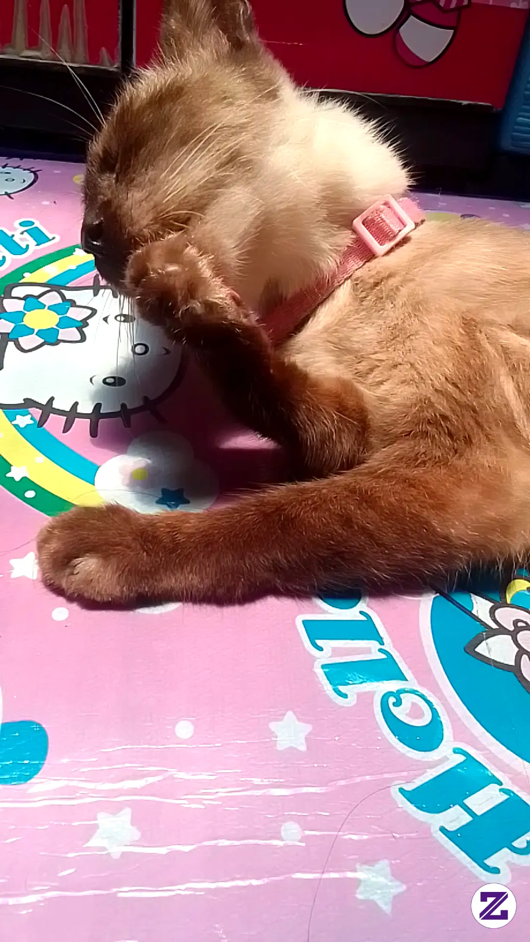 Siam Loves Grooming Herself Every Morning 😻 So Cute!