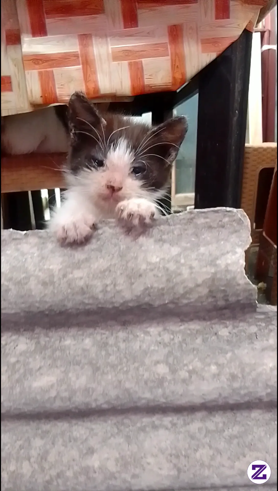 ESter Si Kucing Tukang Ngintip? 😻 Setiap Hari Kerjaannya Cuma