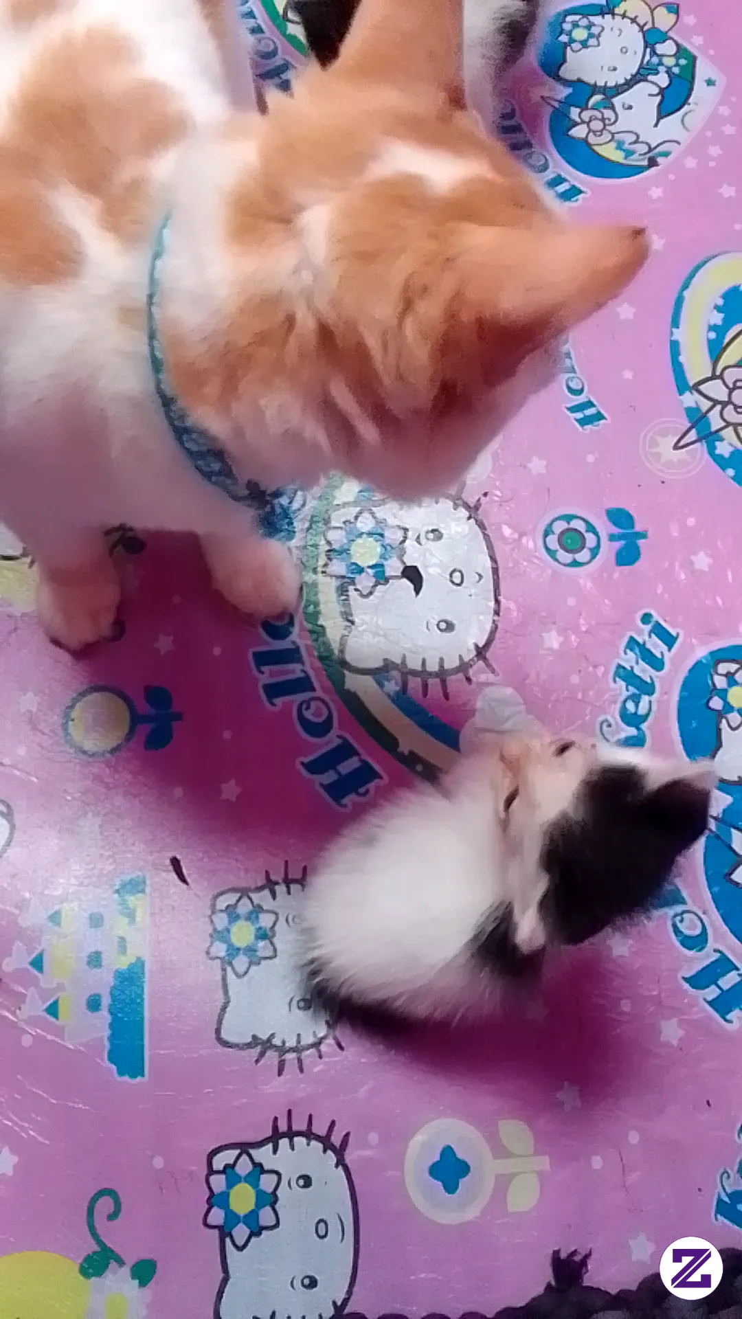 Bobby Si Kucing Oren Putih Tiba-tiba Jadi Seorang Ayah Siaga! 😭❤️ Lihat