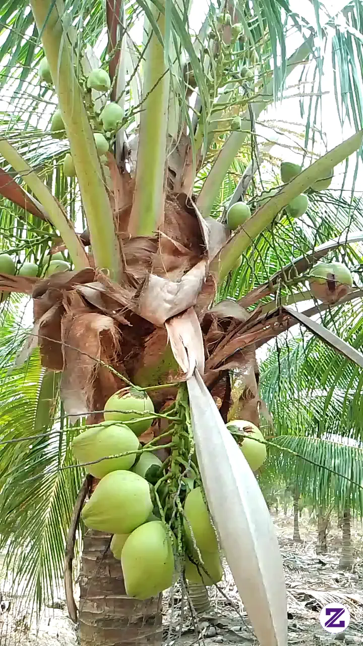 Young Coconut Is Truly Amazing