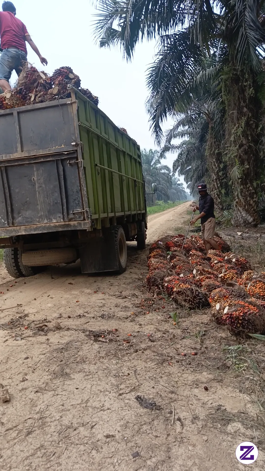Umur Berapa Kamu Tau Bentuk Buah Sawit..??🌴🌴🌴🌴
