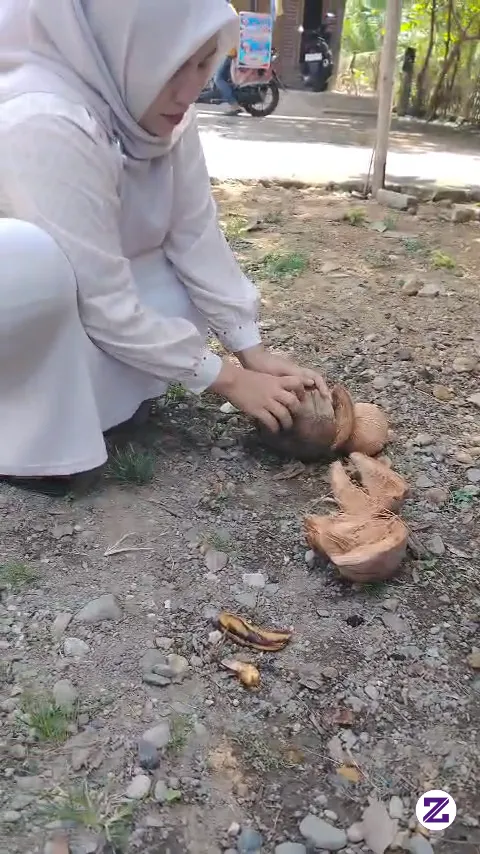 Proses Pengelupasan Kelapa Dengan Tradisional Di Tempat Kami