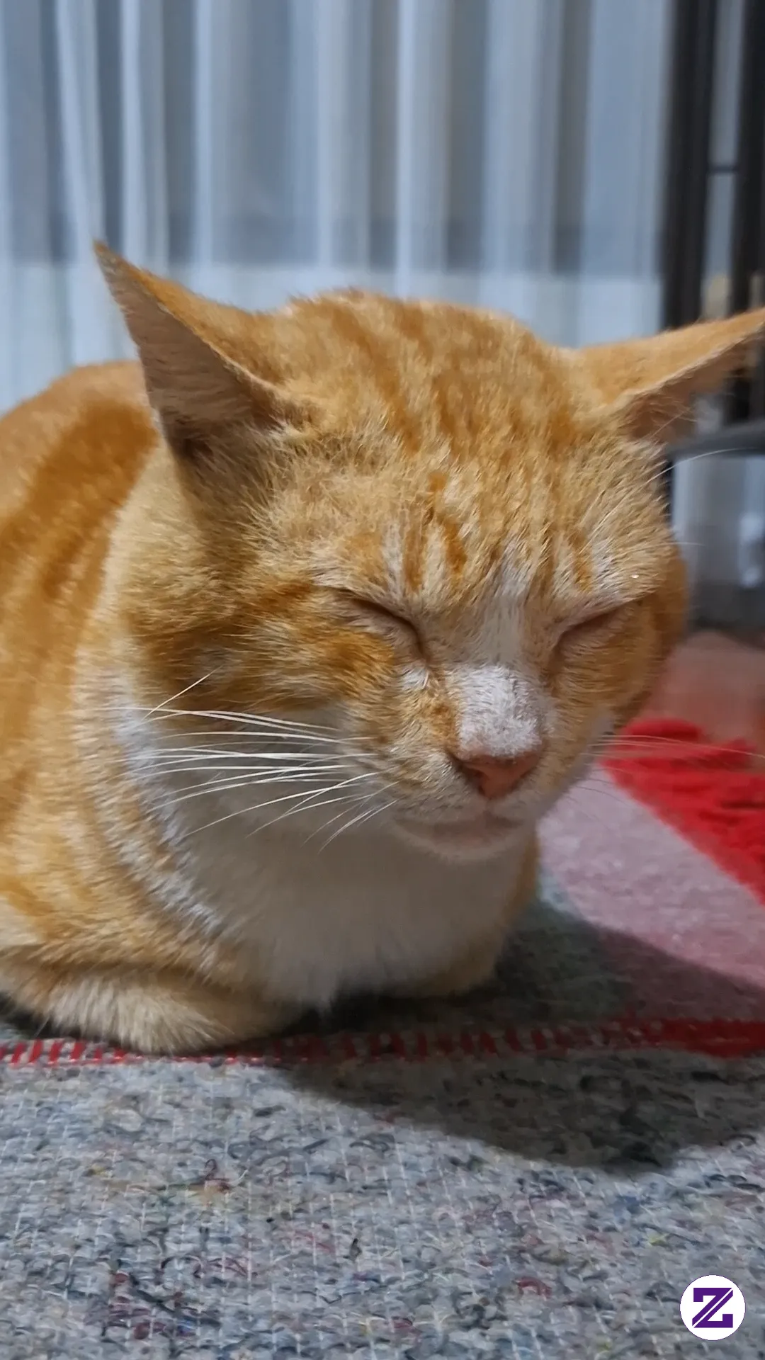 My Cat Is Sleepy.” 🐱💤