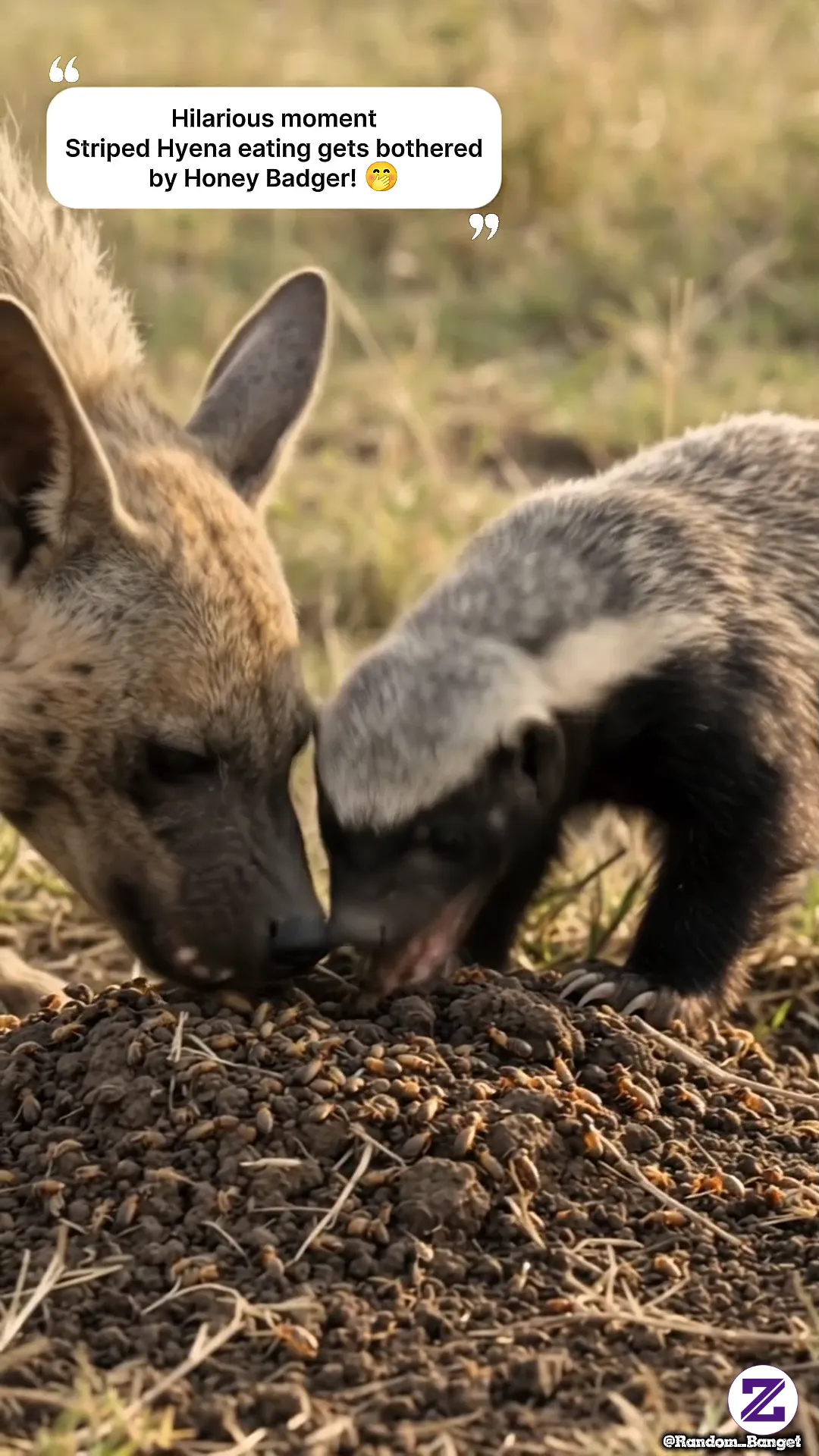 Momen Kocak Striped Hyena Lagi Makan Malah Digangguin Oleh Si Honey Badger! 🤭