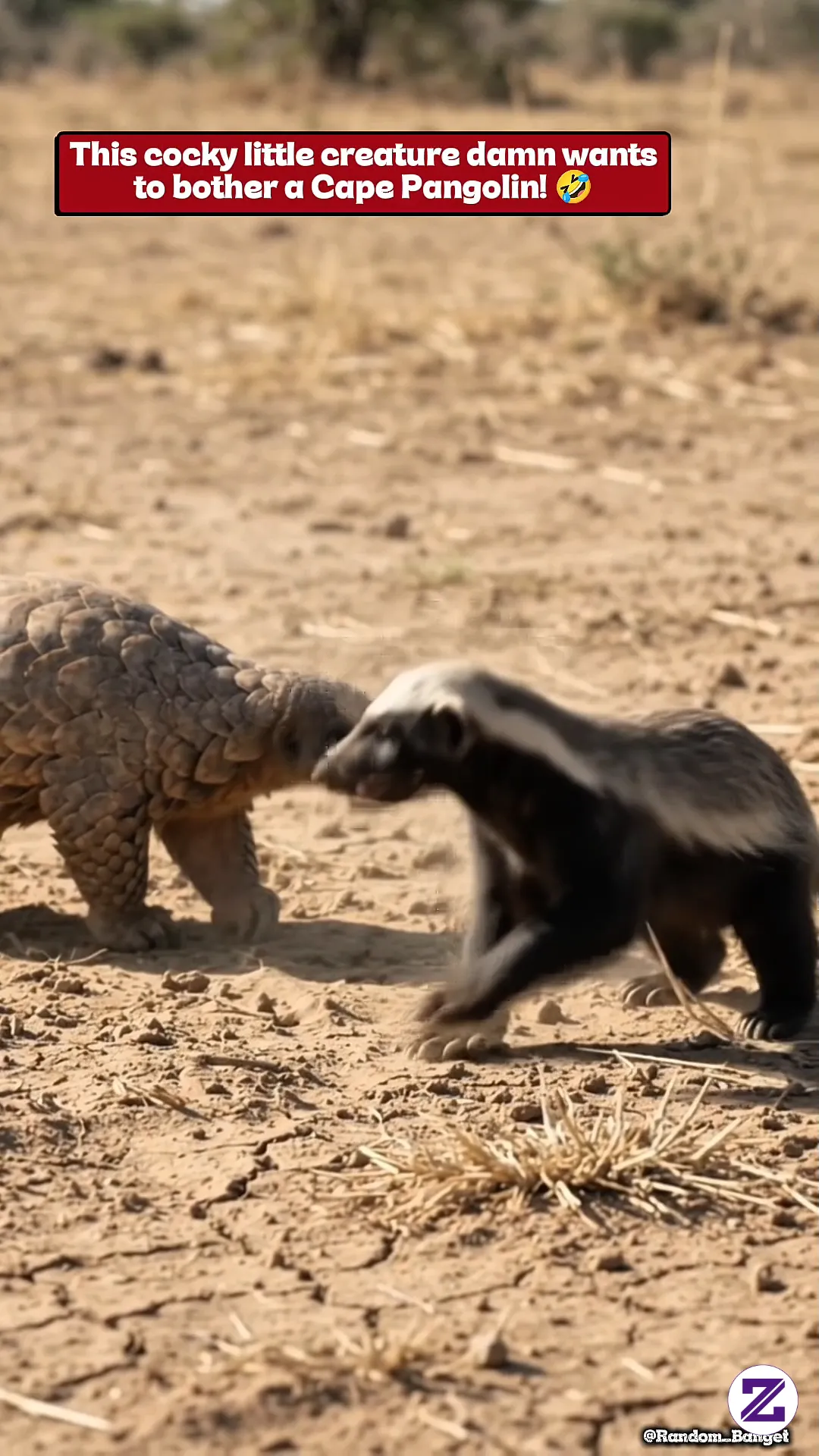 Akhirnya Si Songong Honey Badger Sungguh Di Buat Kesal Oleh Cape Pangolin! 🤣😂