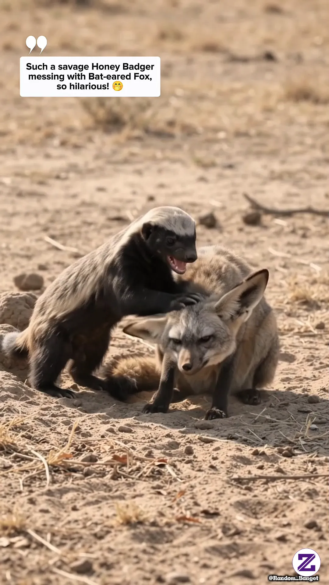 Kurang Ajar Banget Honey Badger Ngejahilin Bat-eared Fox, Sangat Kocak Sekali 🤭