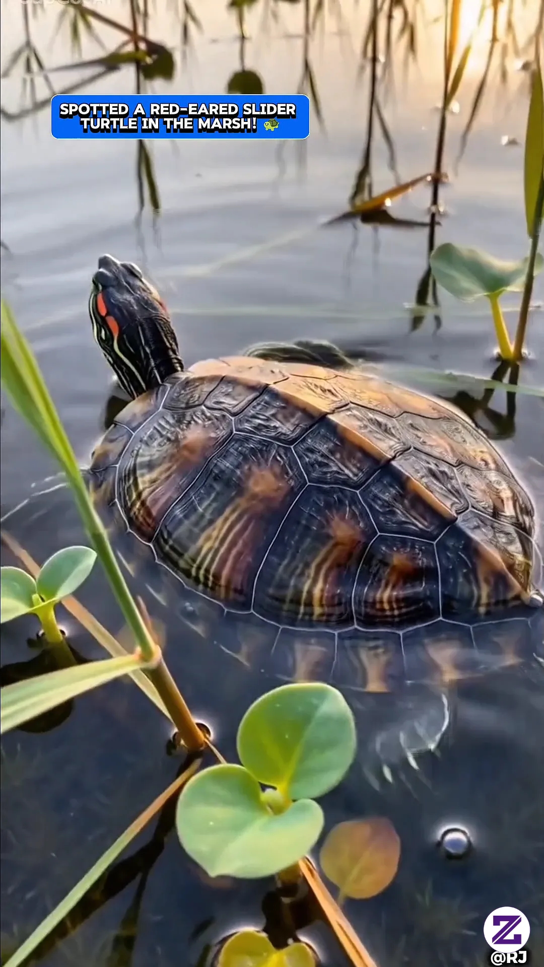 Terlihat Kura-Kura Brazil Di Rawa Sungai! 🐢