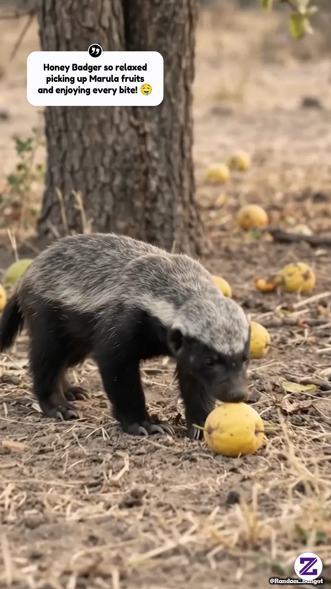 Honey Badger Memungut Buah Marula Dengan Santai Banget Menikmatinya 🤤