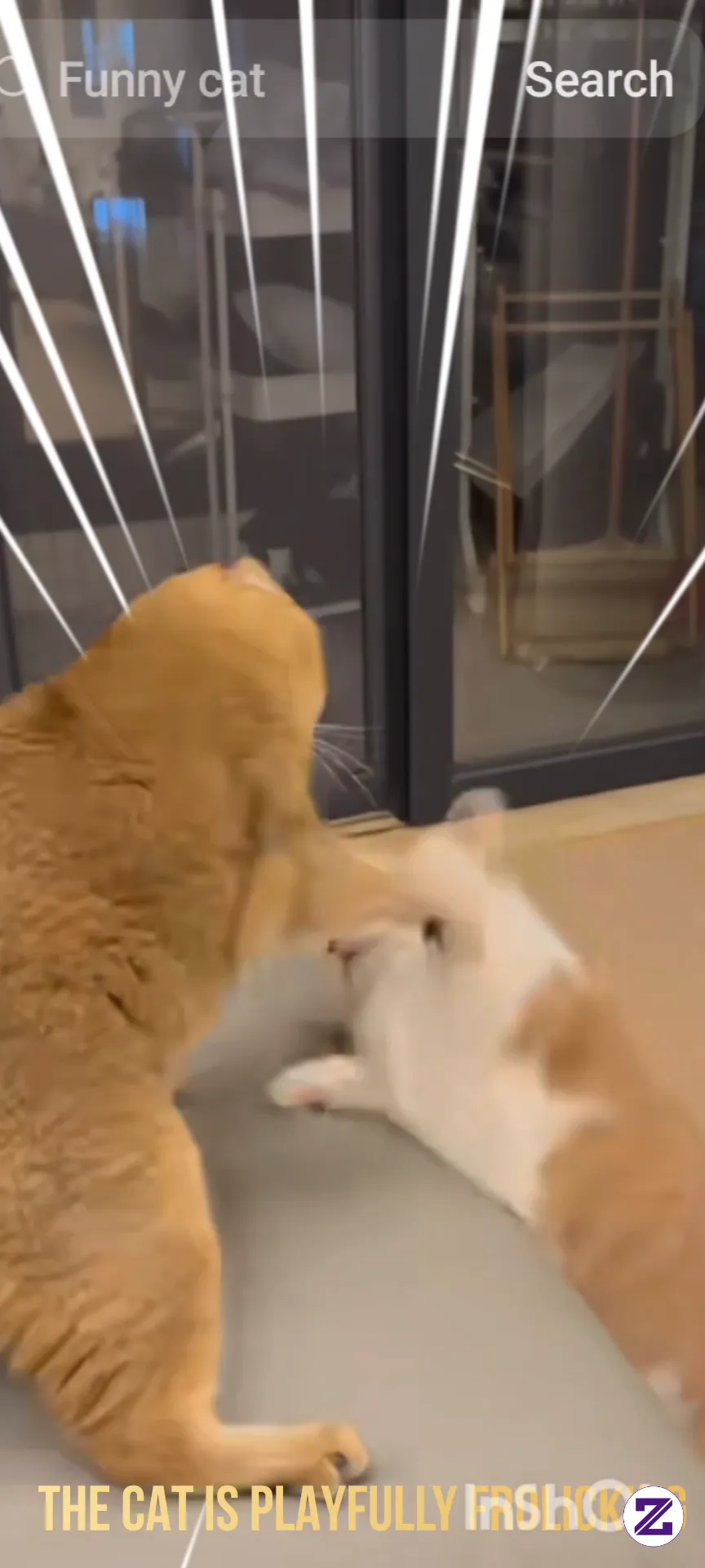 Couple Cat