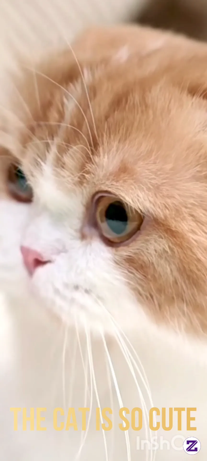 The Cat Is So Cute