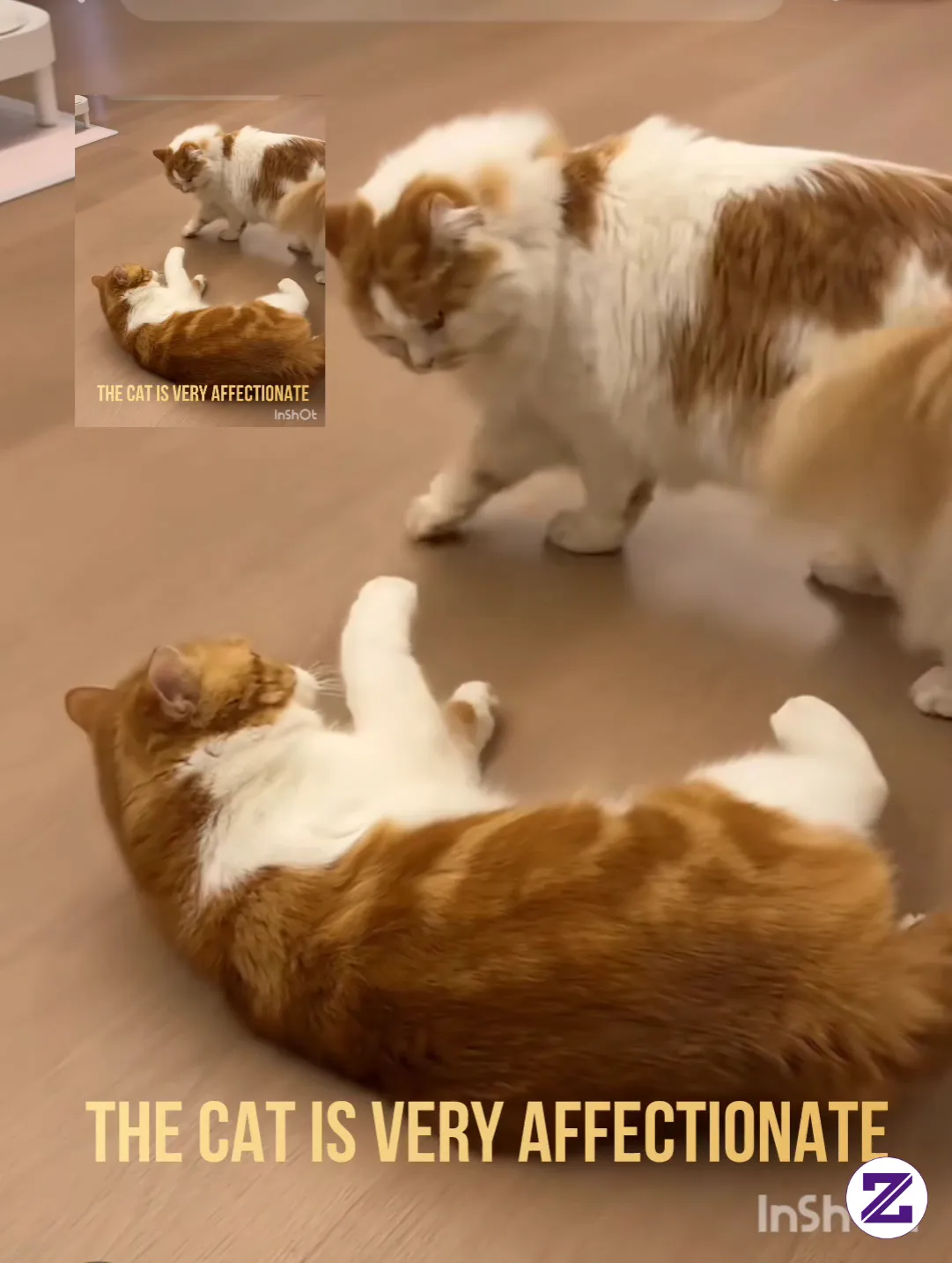 The Cat Is Very Affectionate