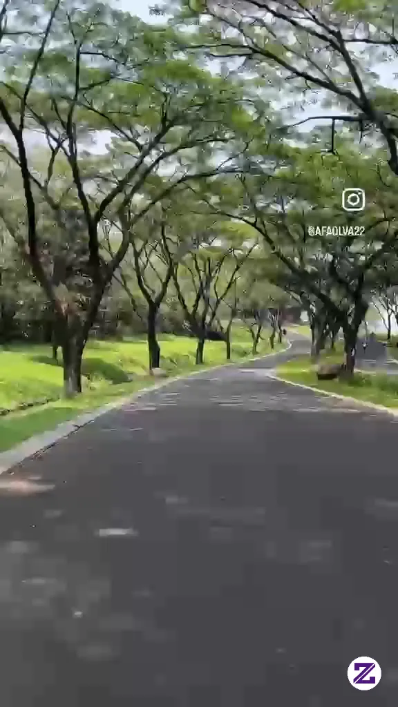 Perjalanannya Begitu Indah Di Temani Pepohonan Yang Indah Dan Rindang