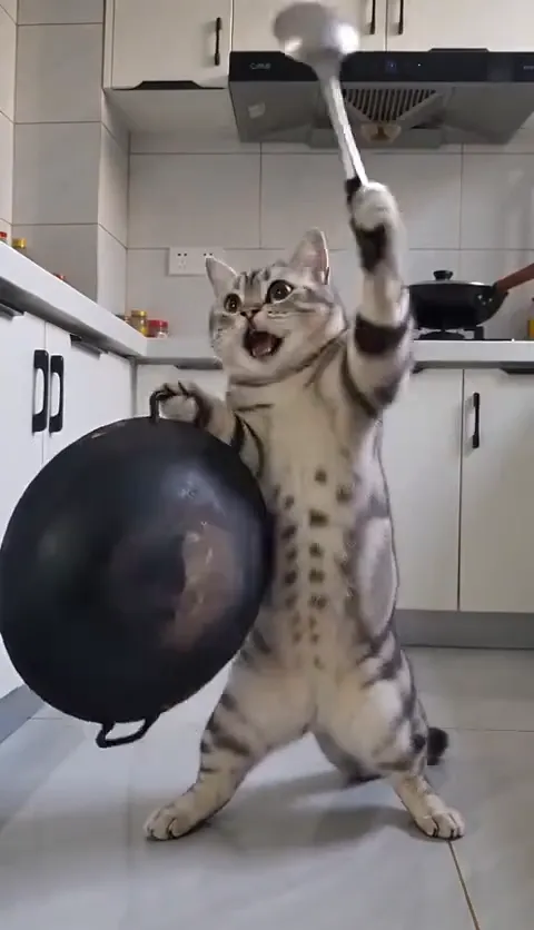 Kucing Yg Lucu