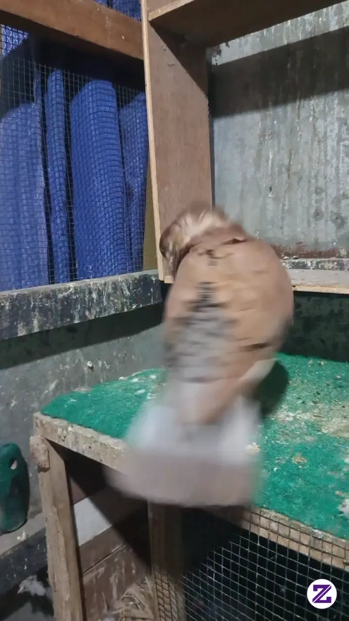 Dia Juga Bisa Merayu Pasangannya😅😅😅