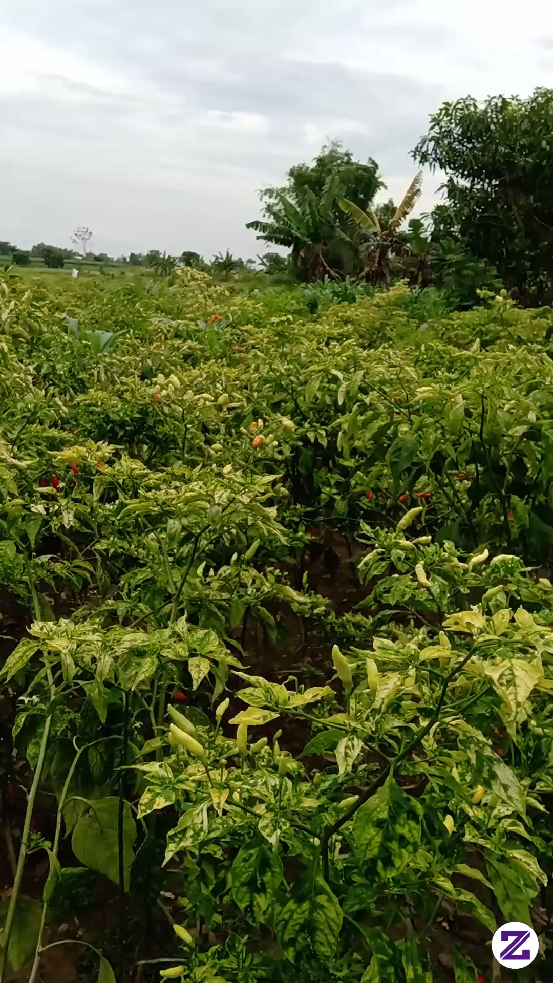 Tanam Cabe