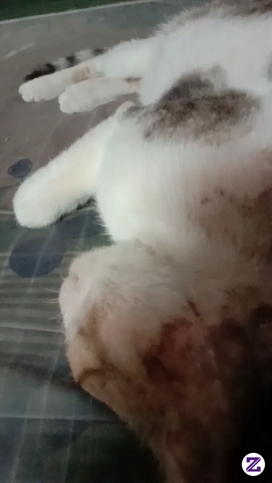 Kucing Manja