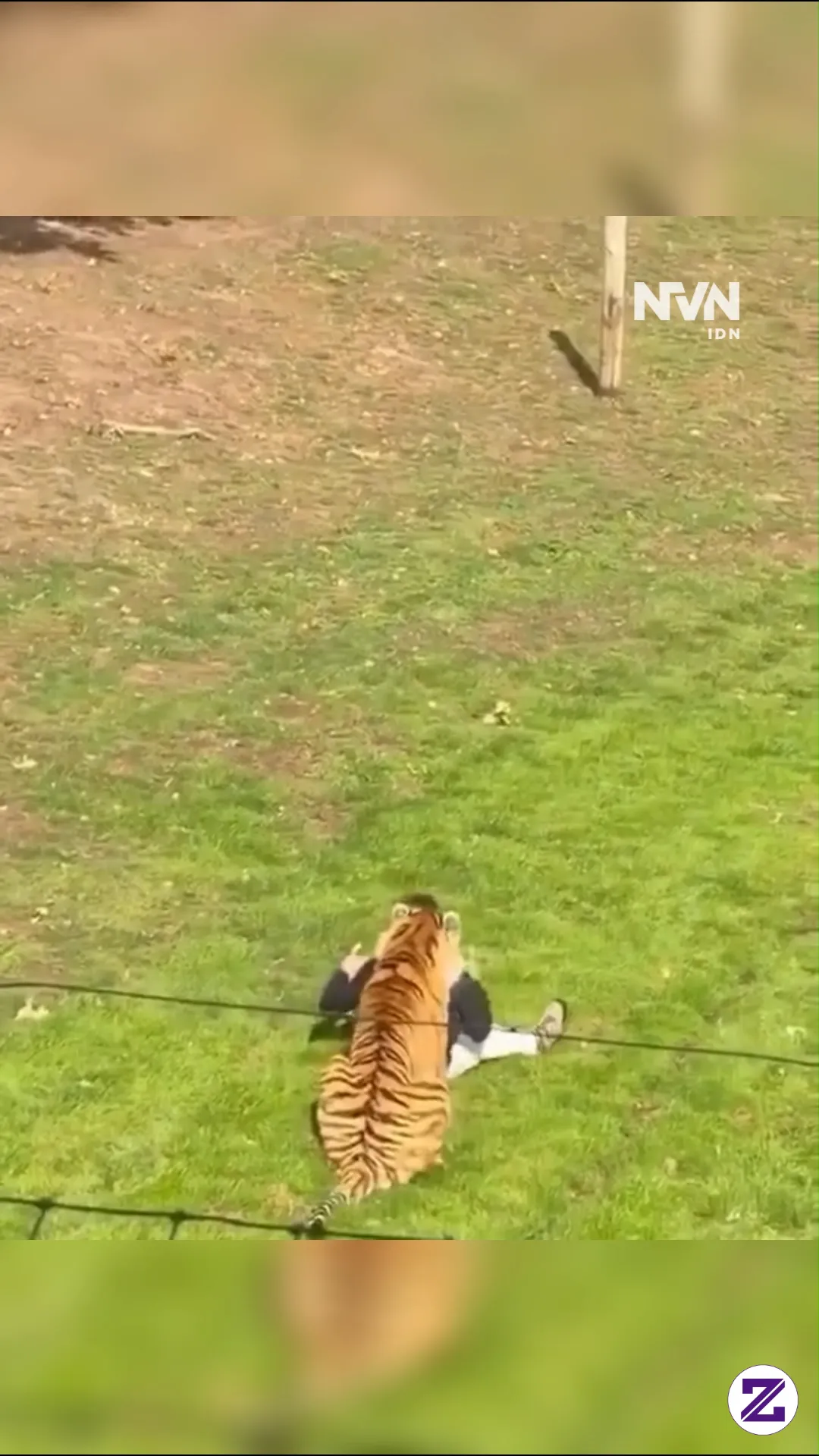 Tragis! Pria Tewas Diserang Harimau Siberia Usai Terobos Kandang Kebun Binatang