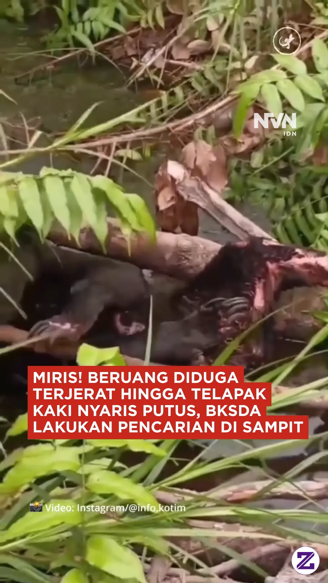 MIRIS! Beruang Diduga Terjerat Hingga Telapak Kaki Nyaris Putus, BKSDA Lakukan