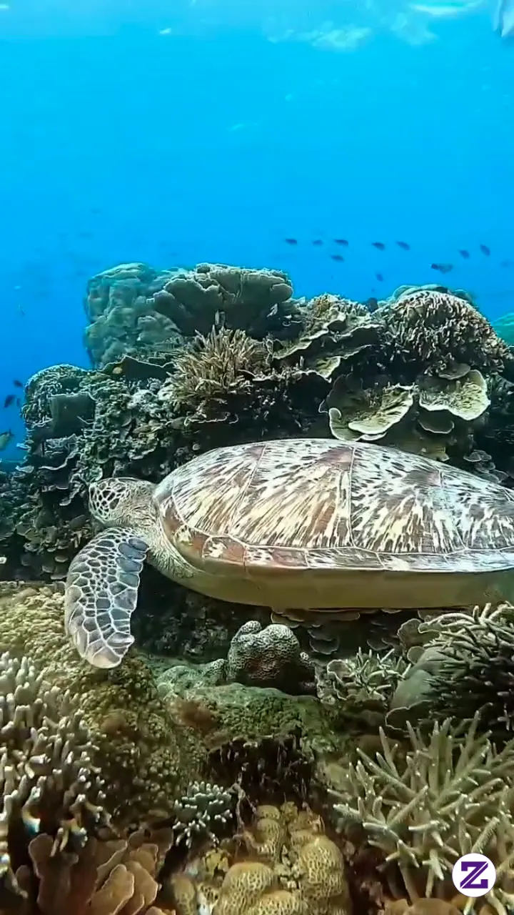 Snorkeling Di Gili Trawangan