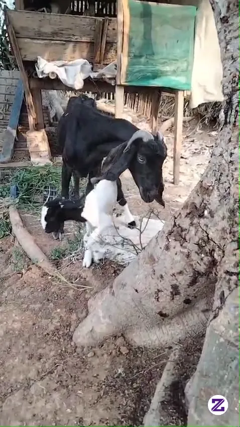 Bru Melahirkan Beberapa Hari Si Kembar Sudah Tidak Kita Lagi Satu 😭