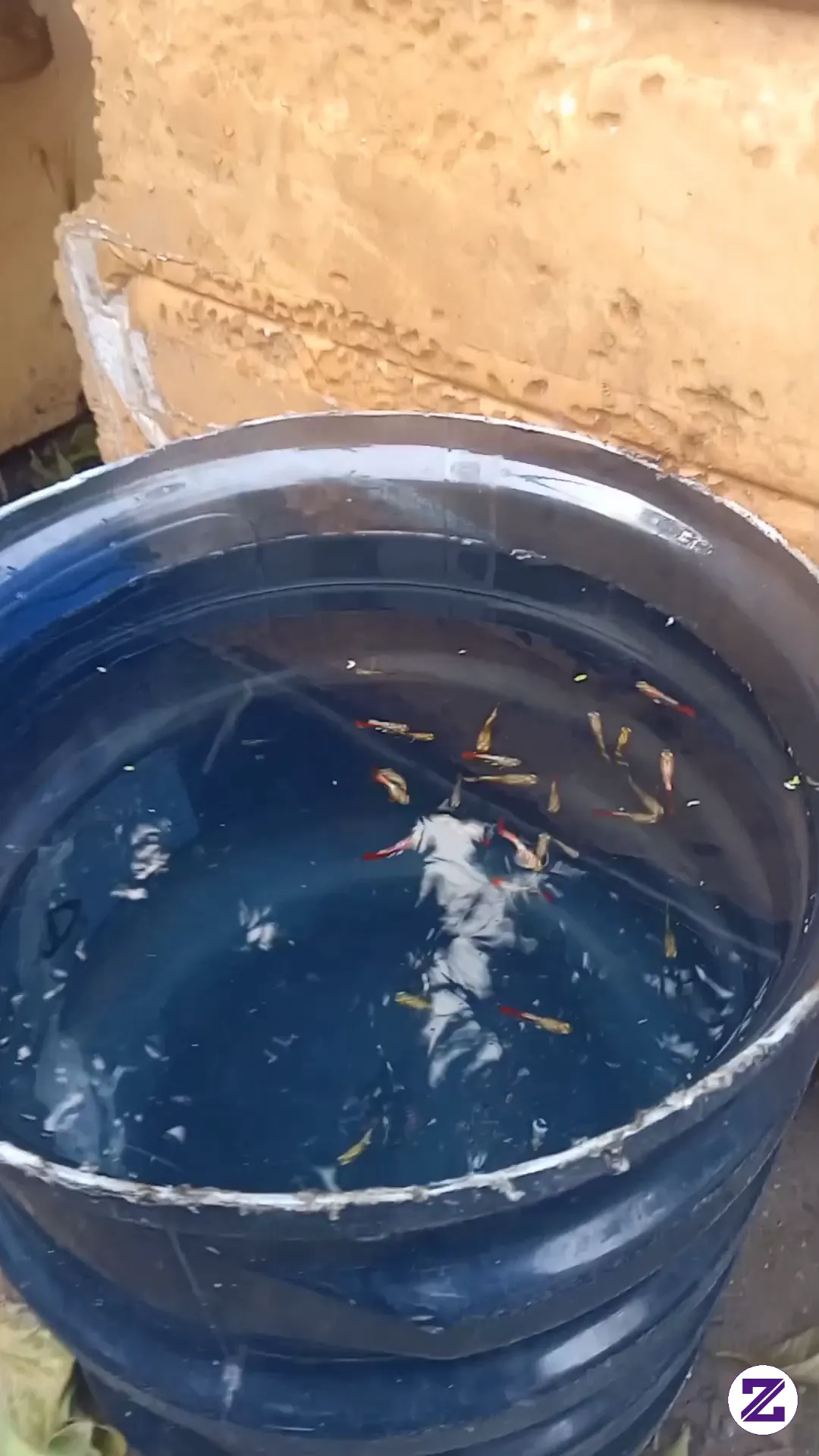Kalau Jenuh Ku Pandangi Ikan Ini