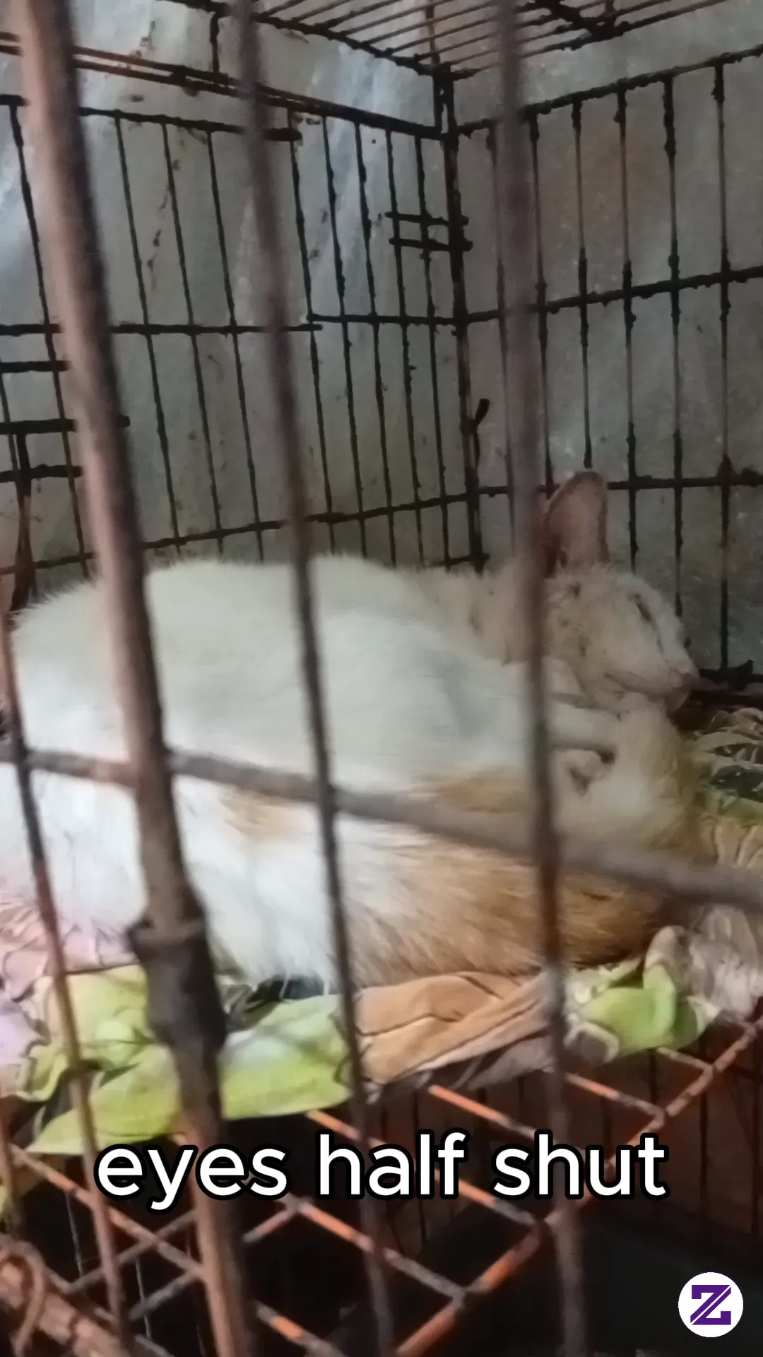 Found A Cat In A Bad Condition