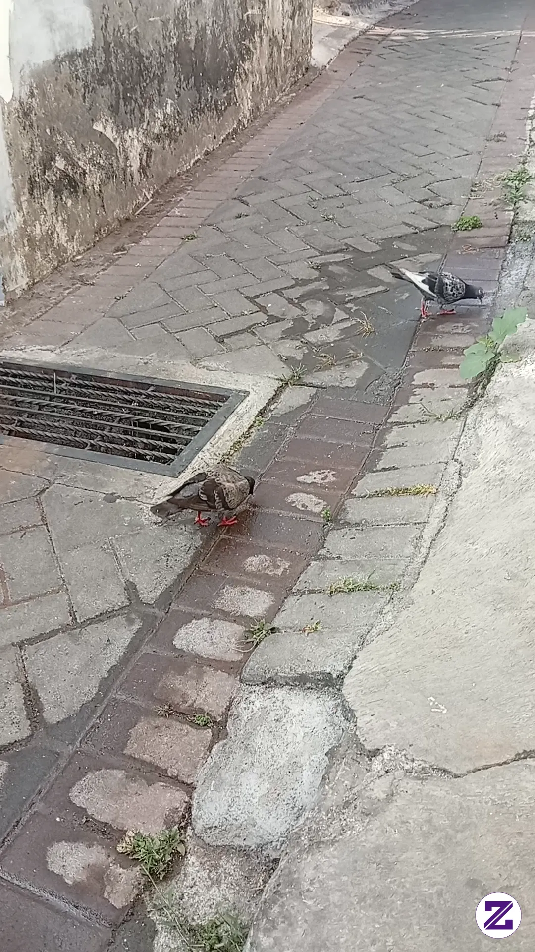 Burung Merpati Yang Menikmati Makanan