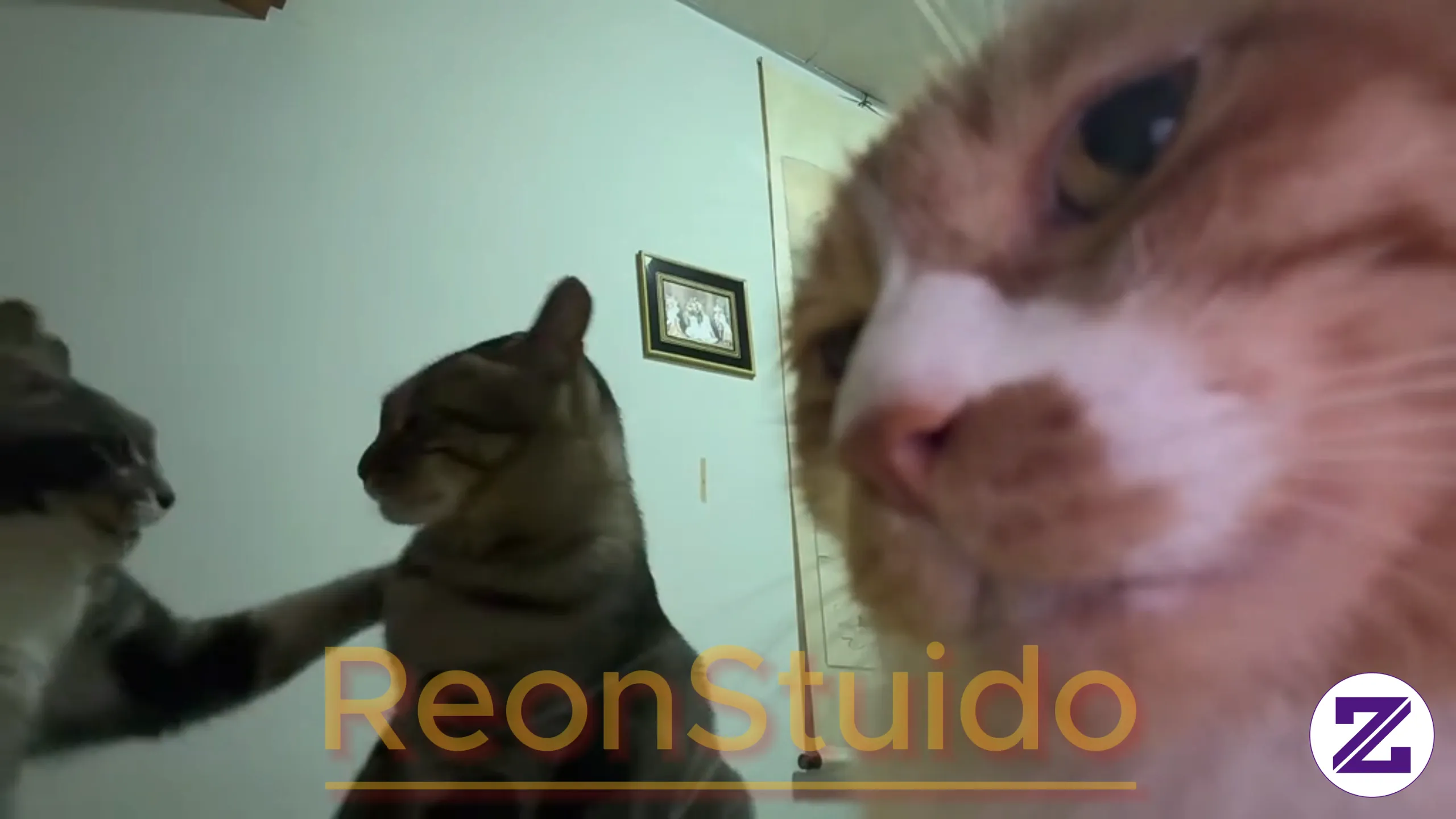 Cat Cat Cat
