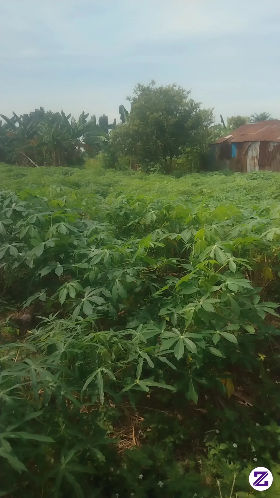 Kebun Daun Ubi