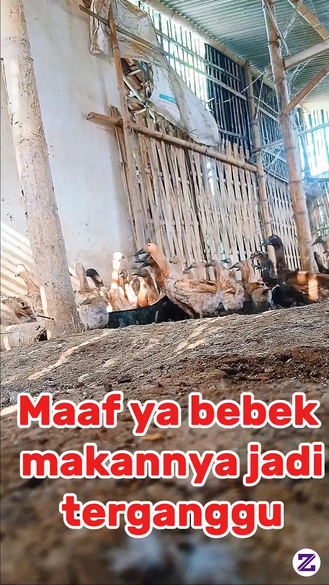Maaf Ya Bebek Makannya Terganggu