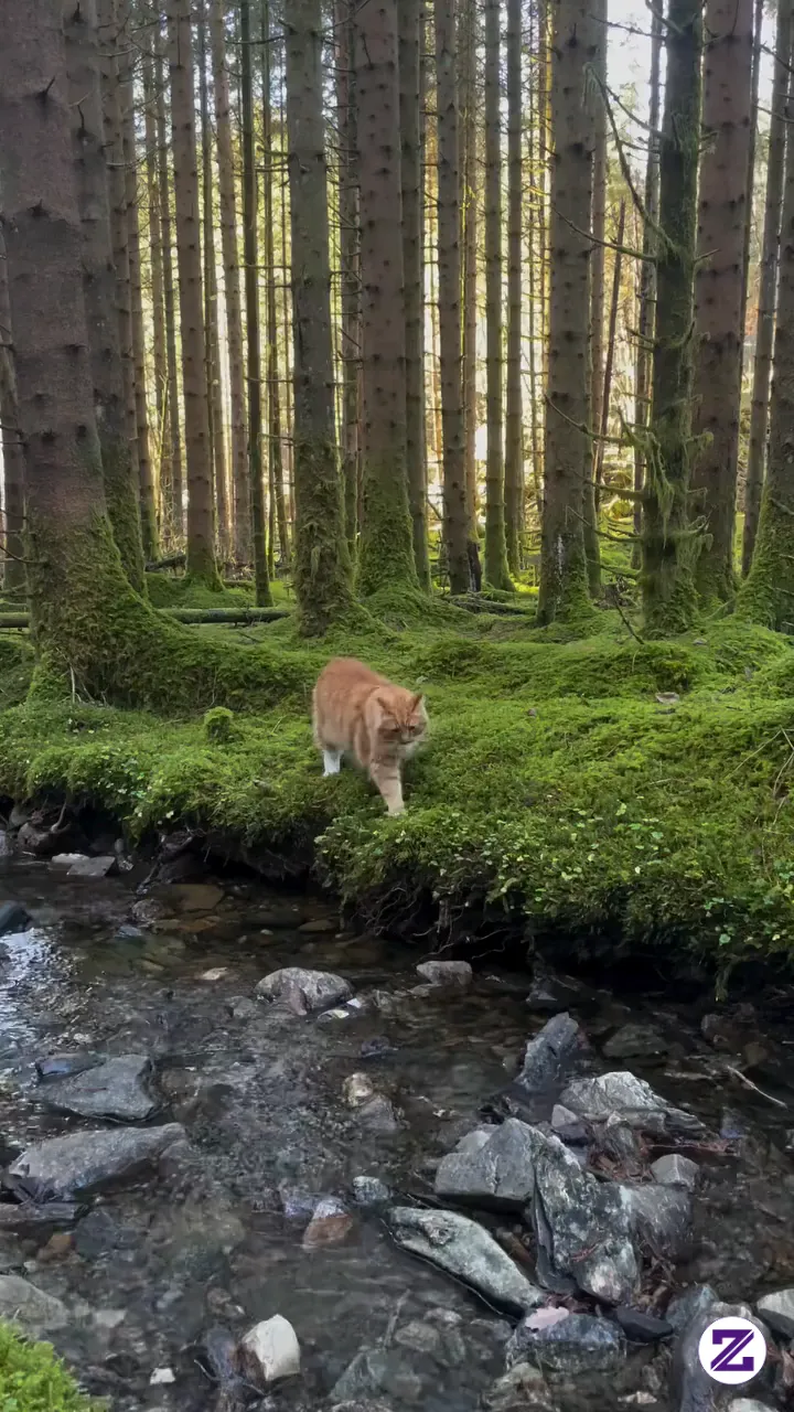 Kucing Oren Pemberani Nyebrang Sungai Sendirian Di Hutan