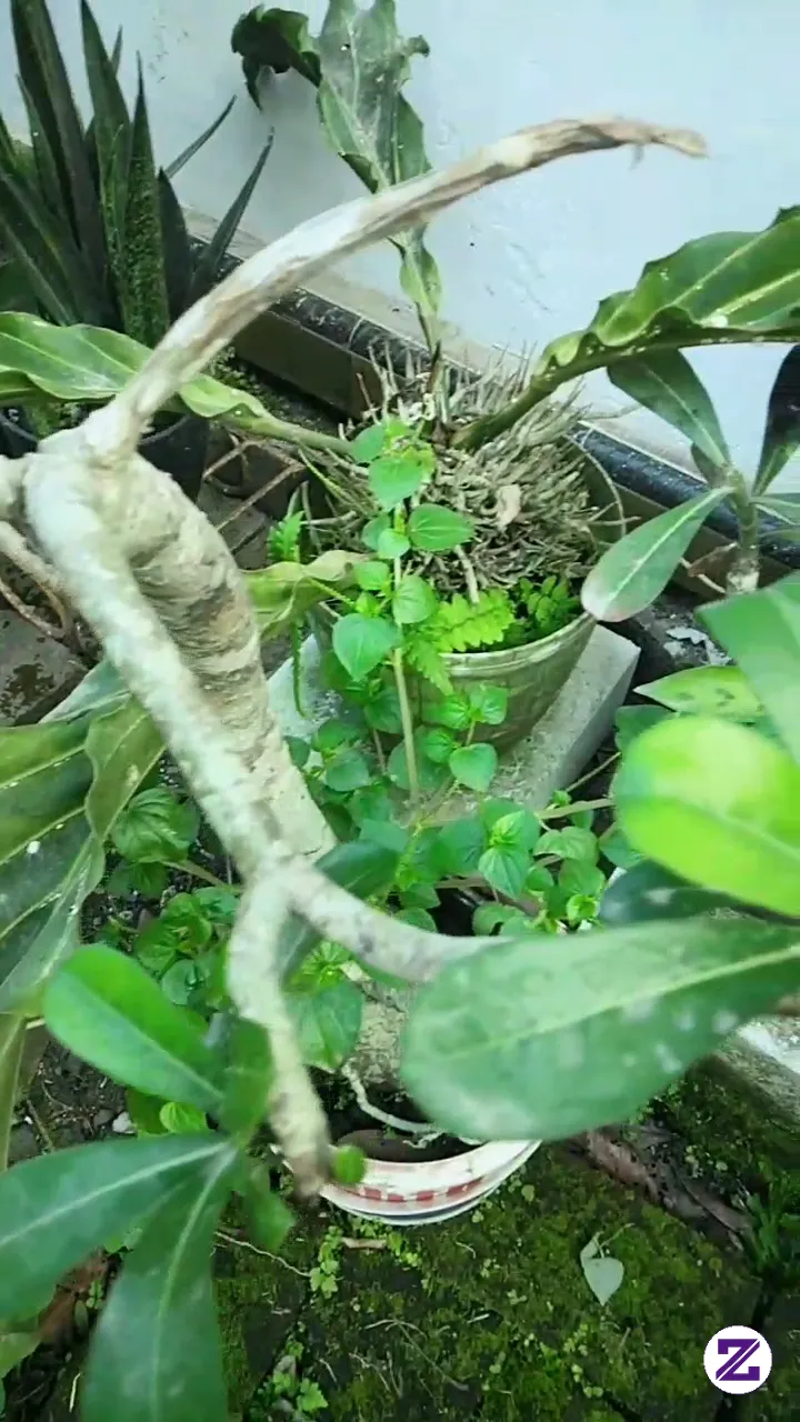 Bunga Kamboja Jepang