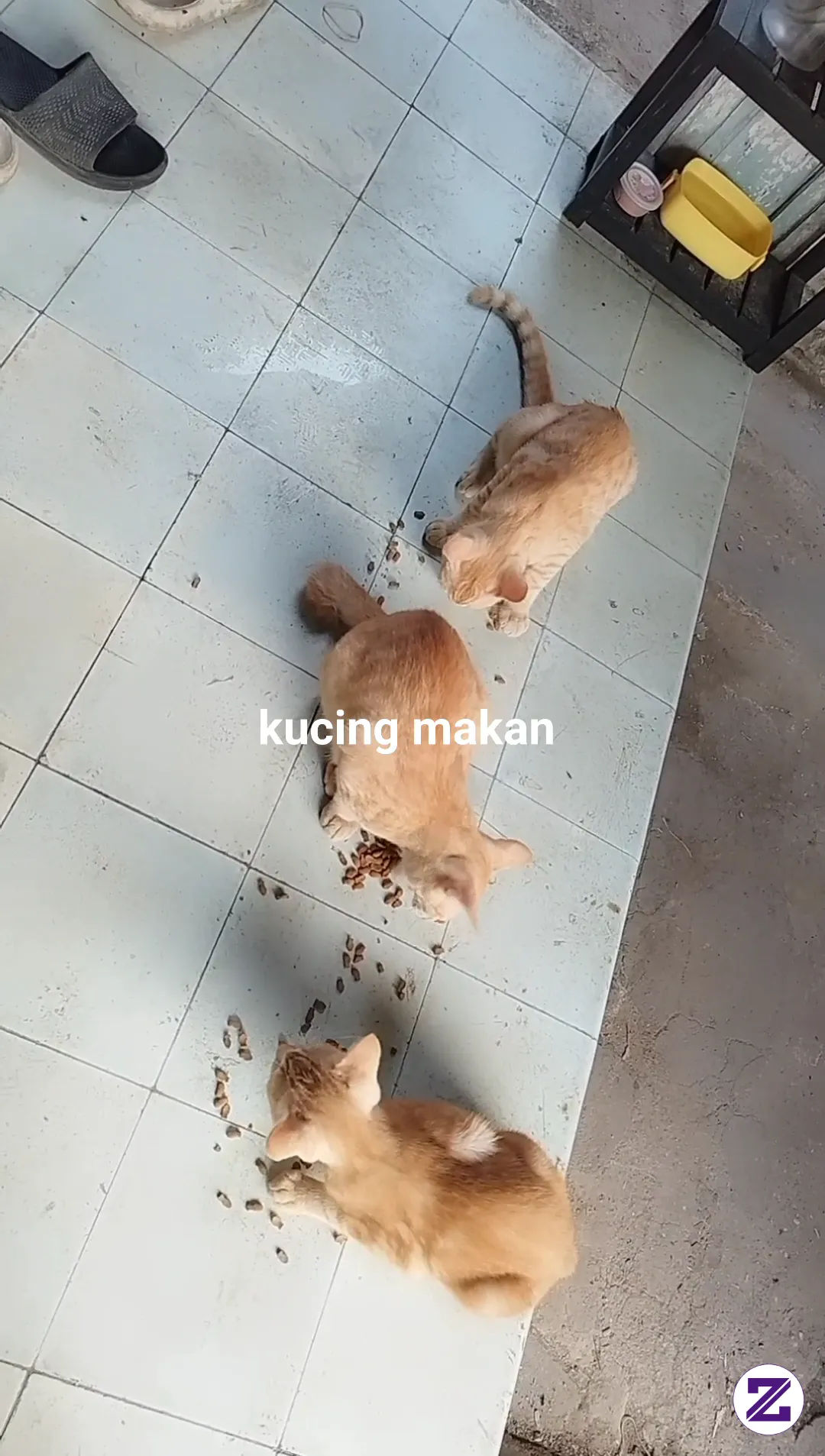 Kucing Makan