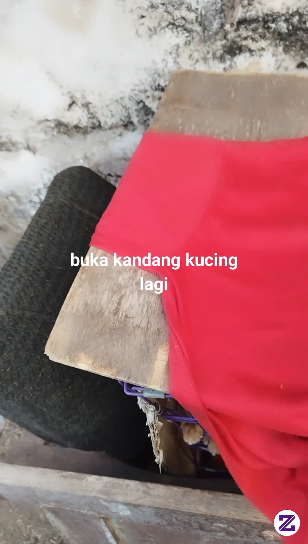 Kegiatan Pagiku Buka Kandang Kucing
