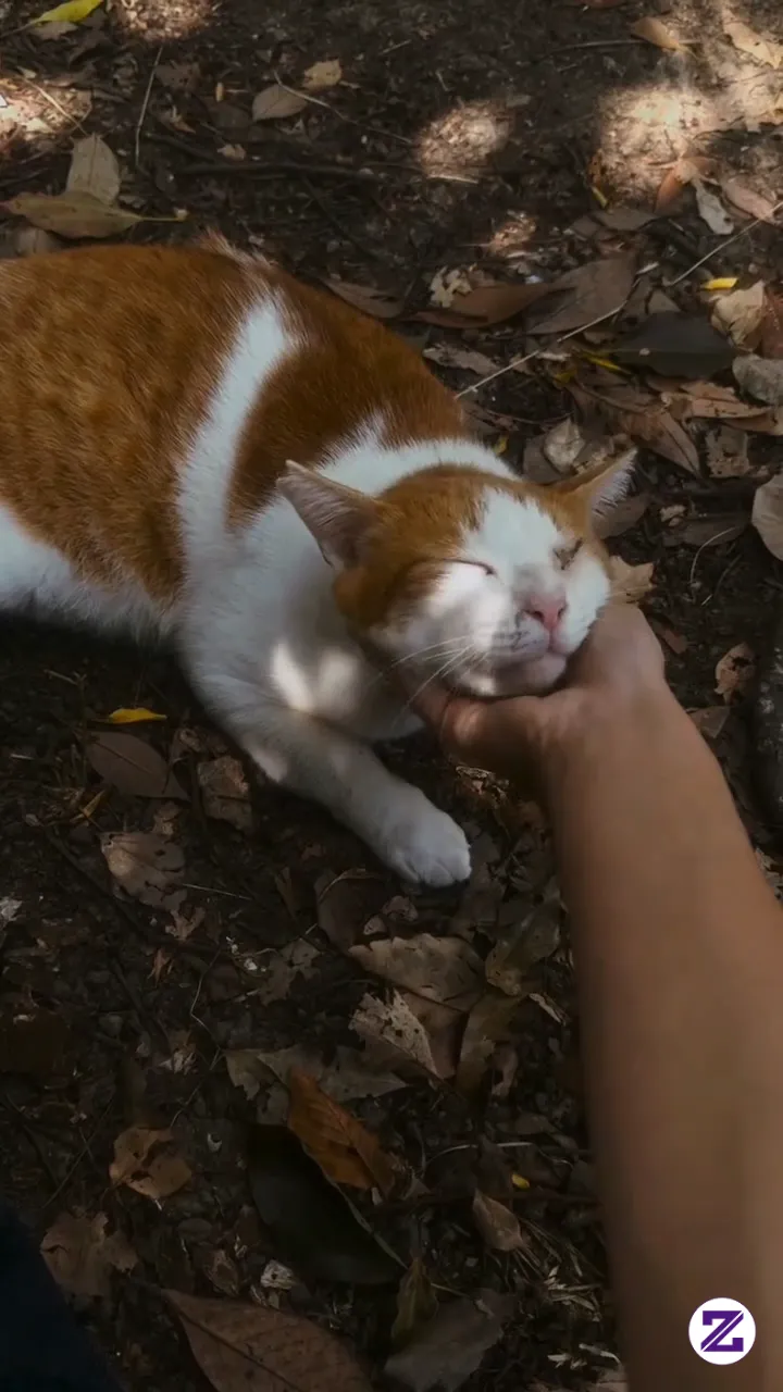 Hai, Kenalin Ini Si Joni