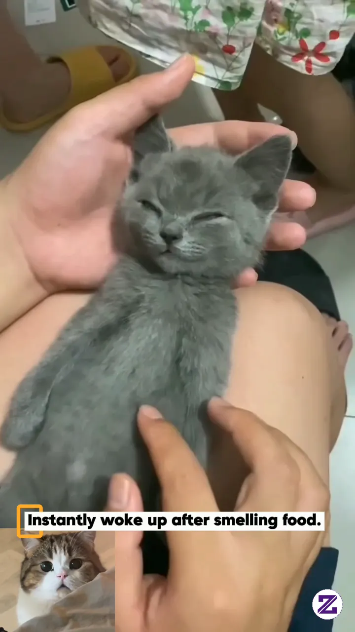 Funnya Cat