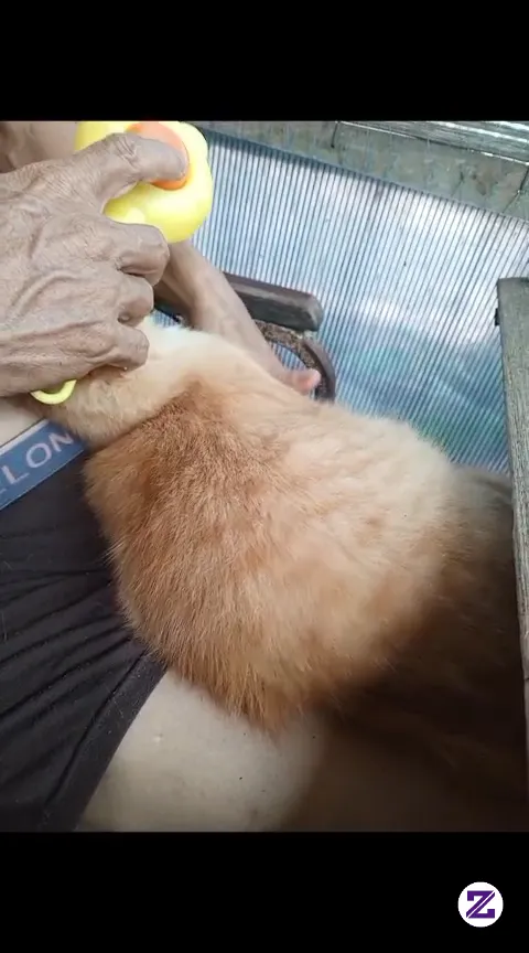 Si Boyen Paling Suka Disisirin Bulunya