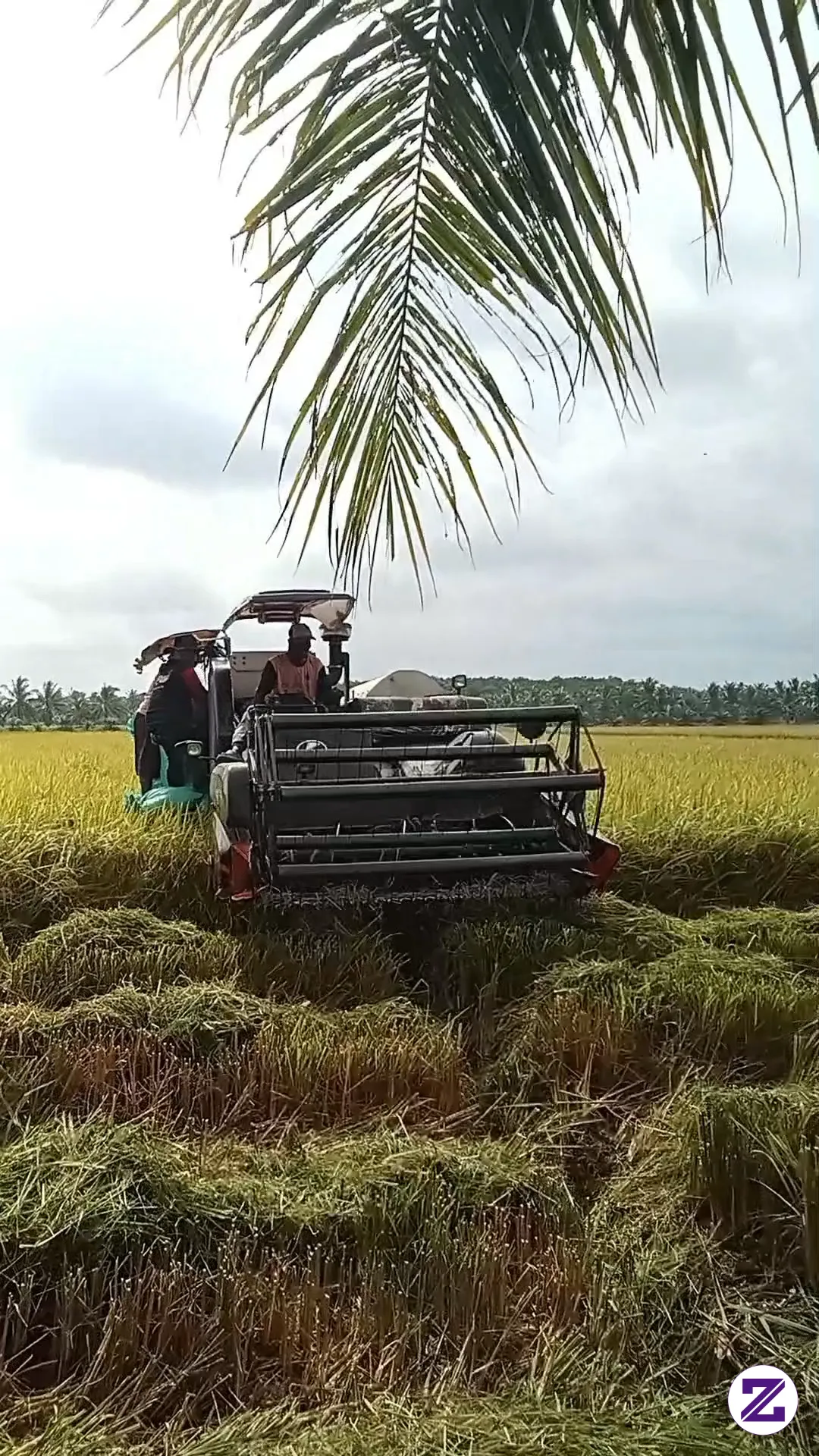 Kombi Merontok Padi Dari Tengah Sawah, Tim Siap Bantu Bongkar Muatan