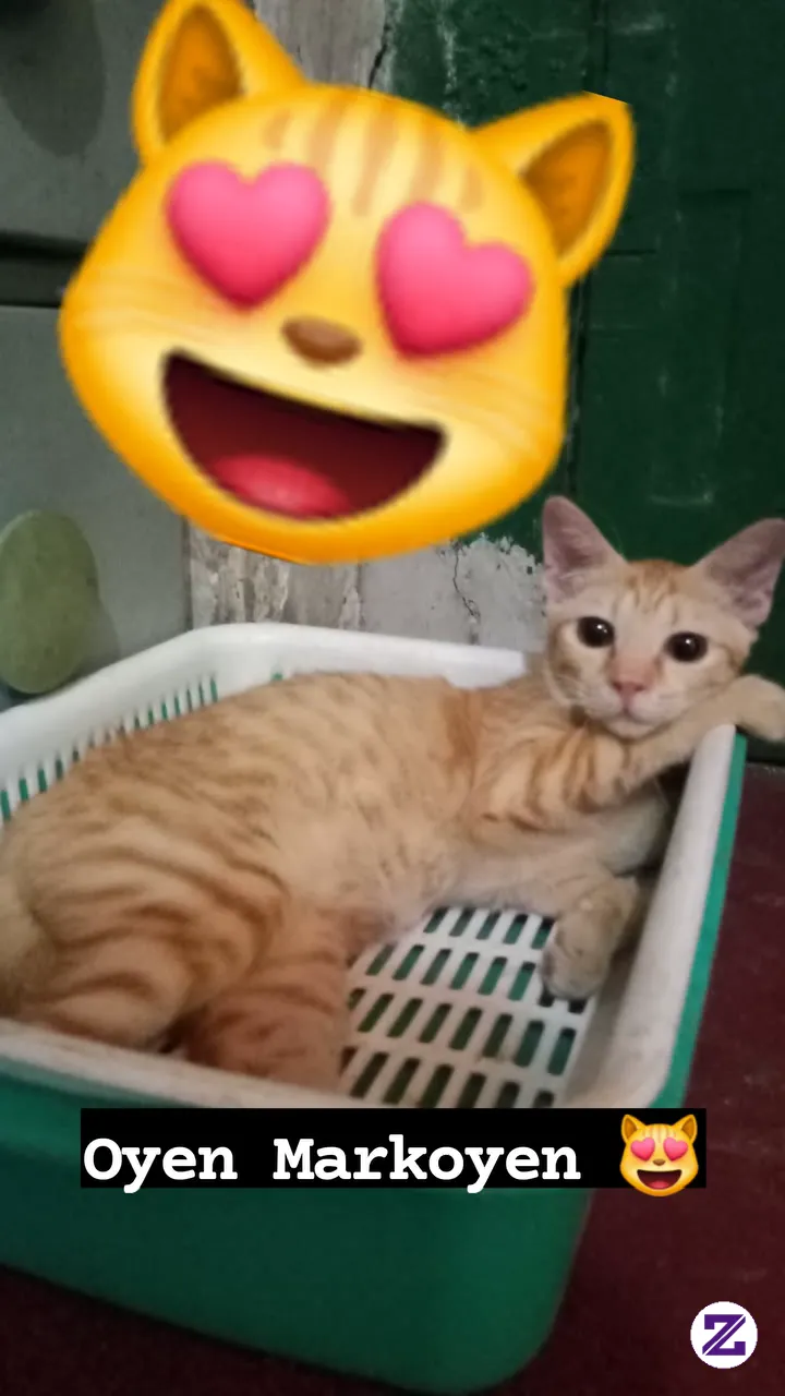 Kucing Lucu 😻